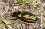 Carabus auratus im Garten (Einrichtungsbeispiele mit Goldlaufkäfer)