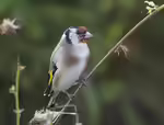 Carduelis carduelis im Garten (Einrichtungsbeispiele mit Stieglitz)
