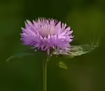 Centaurea hypoleuca im Garten pflanzen (Einrichtungsbeispiele mit Grünweiße Flockenblume)