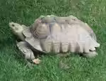 Centrochelys sulcata im Terrarium halten (Einrichtungsbeispiele mit Spornschildkröte)