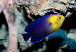 Centropyge argi im Aquarium halten (Einrichtungsbeispiele für Blauer Zwergkaiserfisch)