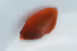 Centropyge aurantia im Aquarium halten (Einrichtungsbeispiele mit Goldstreifen-Zwergkaiserfisch)