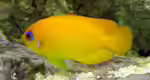 Centropyge flavissima im Aquarium halten (Einrichtungsbeispiele für Zitronen-Zwergkaiserfisch)