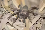 Chaetopelma olivaceum (Einrichtungsbeispiele mit Olivgrüne Vogelspinne)