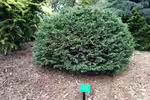 Chamaecyparis lawsoniana im Garten pflanzen (Einrichtungsbeispiele mit Lawsons Scheinzypresse)