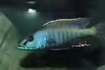Champsochromis: majestätische Raubcichliden aus dem Malawisee (Einrichtungsbeispiele mit Champsochromis-Arten)