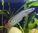 Channa bleheri im Aquarium halten (Einrichtungsbeispiele mit Regenbogen-Schlangenkopf)