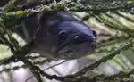 Channa im Aquarium halten (Einrichtungsbeispiele mit Schlangenkopffische)