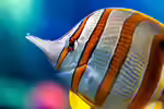 Chelmon rostratus im Aquarium halten (Einrichtungsbeispiele mit Orangebinden-Pinzettfisch)
