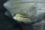 Chilotilapia: großwüchsige Malawi-Buntbarsche mit besonderer Ernährungsweise (Einrichtungsbeispiele mit Chilotilapia-Arten)