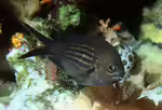 Chromis chromis im Aquarium halten (Einrichtungsbeispiele mit Mittelmeer-Mönchsfisch)