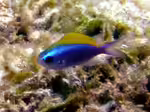 Chromis ovalis im Aquarium halten (Einrichtungsbeispiele mit Ovaler Riffbarsch)