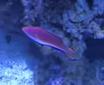 Cirrhilabrus cyanogularis im Aquarium halten (Einrichtungsbeispiele für Segelflossen-Feen-Lippfisch)