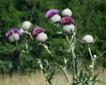 Cirsium eriophorum im Garten pflanzen (Einrichtungsbeispiele mit Wollkopf-Kratzdistel)