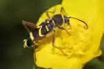 Clytus arietis im Garten (Einrichtungsbeispiele mit Gemeiner Widderbock)