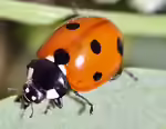 Coccinella septempunctata im Garten (Einrichtungsbeispiele mit Siebenpunkt-Marienkäfer)