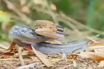 Coelognathus radiatus im Terrarium halten (Einrichtungsbeispiele mit Strahlennatter)