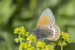 Alpen-Wiesenvögelchen im Garten (Einrichtungsbeispiele mit Coenonympha gardetta)