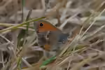 Kleines Wiesenvögelchen: Coenonympha pamphilus im Garten (Einrichtungsbeispiele mit Coenonympha pamphilus)