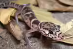 Coleonyx mitratus im Terrarium halten (Einrichtungsbeispiele für Mittelamerikanischer Krallengecko)