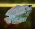 Colisa lalia im Aquarium halten (Einrichtungsbeispiele mit Zwergfadenfisch)