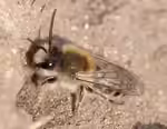 Colletes cunicularius im Garten (Einrichtungsbeispiele mit Frühlings-Seidenbiene)