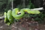 Corallus batesii im Terrarium halten (Einrichtungsbeispiele mit Smaragdbaumboa)