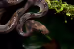 Corallus blombergi im Terrarium halten (Einrichtungsbeispiele mit Blomberg-Baumboa)