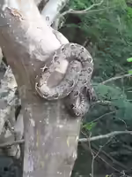 Corallus grenadensis im Terrarium halten (Einrichtungsbeispiele mit Grenada-Gartenboa)