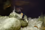 Corydoras duplicareus im Aquarium halten (Einrichtungsbeispiele mit Kupferfleck-Panzerwels)