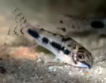 Corydoras habrosus im Aquarium halten (Einrichtungsbeispiele mit Schachbrett-Panzerwels)