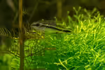 Corydoras pygmaeus im Aquarium halten (Einrichtungsbeispiele mit Zwergpanzerwels)