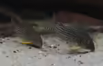 Corydoras sterbai: Sterbas Panzerwels im Aquarium halten (Einrichtungsbeispiele mit Sterbas Panzerwels)