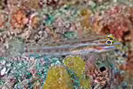 Coryphopterus punctipectophorus im Aquarium halten (Einrichtungsbeispiele für Coryphopterus punctipectophorus)