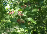 Crataegus chlorosarca im Garten pflanzen (Einrichtungsbeispiele mit Schwarzer Weißdorn)