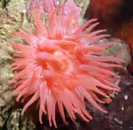 Cribrinopsis fernaldi im Aquarium halten (Einrichtungsbeispiele für Purpur-Anemone)