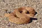 Crotalus ruber: Rote Diamant-Klapperschlange im Terrarium halten (Einrichtungsbeispiele mit Crotalus ruber)