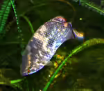 Buschfische  im Aquarium halten (Einrichtungsbeispiele mit Ctenopoma-Arten)