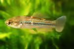 Cubanichthys cubensis: Kuba-Killifisch im Aquarium halten (Einrichtungsbeispiele mit Cubanichthys cubensis)