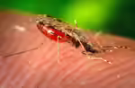 Stechmücken im Garten (Einrichtungsbeispiele mit Culicidae-Arten)