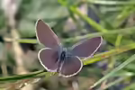 Zwerg-Bläuling im Garten (Einrichtungsbeispiele mit Cupido minimus)
