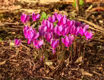 Cyclamen hederifolium im Garten pflanzen (Einrichtungsbeispiele mit Efeublättriges Alpenveilchen)