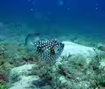 Cyclichthys spilostylus im Aquarium halten (Einrichtungsbeispiele für Gelbflecken-Igelfisch)