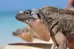 Cyclura cychlura inornata im Terrarium halten (Einrichtungsbeispiele mit Allen Cays Felsenleguan)