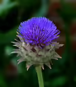 Cynara cardunculus var. altilis im Garten pflanzen (Einrichtungsbeispiele mit Wilde Artischocke)