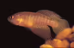 Cynolebias elegans im Aquarium halten (Einrichtungsbeispiele mit Cynolebias elegans)