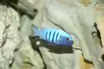 Cynotilapia: Farbenstarke Mbuna aus dem Malawisee (Einrichtungsbeispiele mit Cynotilapia-Arten)