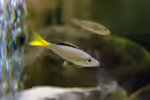 Cyprichromis: Schwarmfische aus dem Tanganjikasee (Einrichtungsbeispiele mit Cyprichromis-Arten)