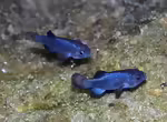 Cyprinodon diabolis: Teufelskärpfling im Aquarium halten (Einrichtungsbeispiele mit Cyprinodon diabolis)