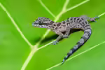 Cyrtodactylus peguensis im Terrarium halten (Einrichtungsbeispiele mit Bengalischer Bogenfingergecko)